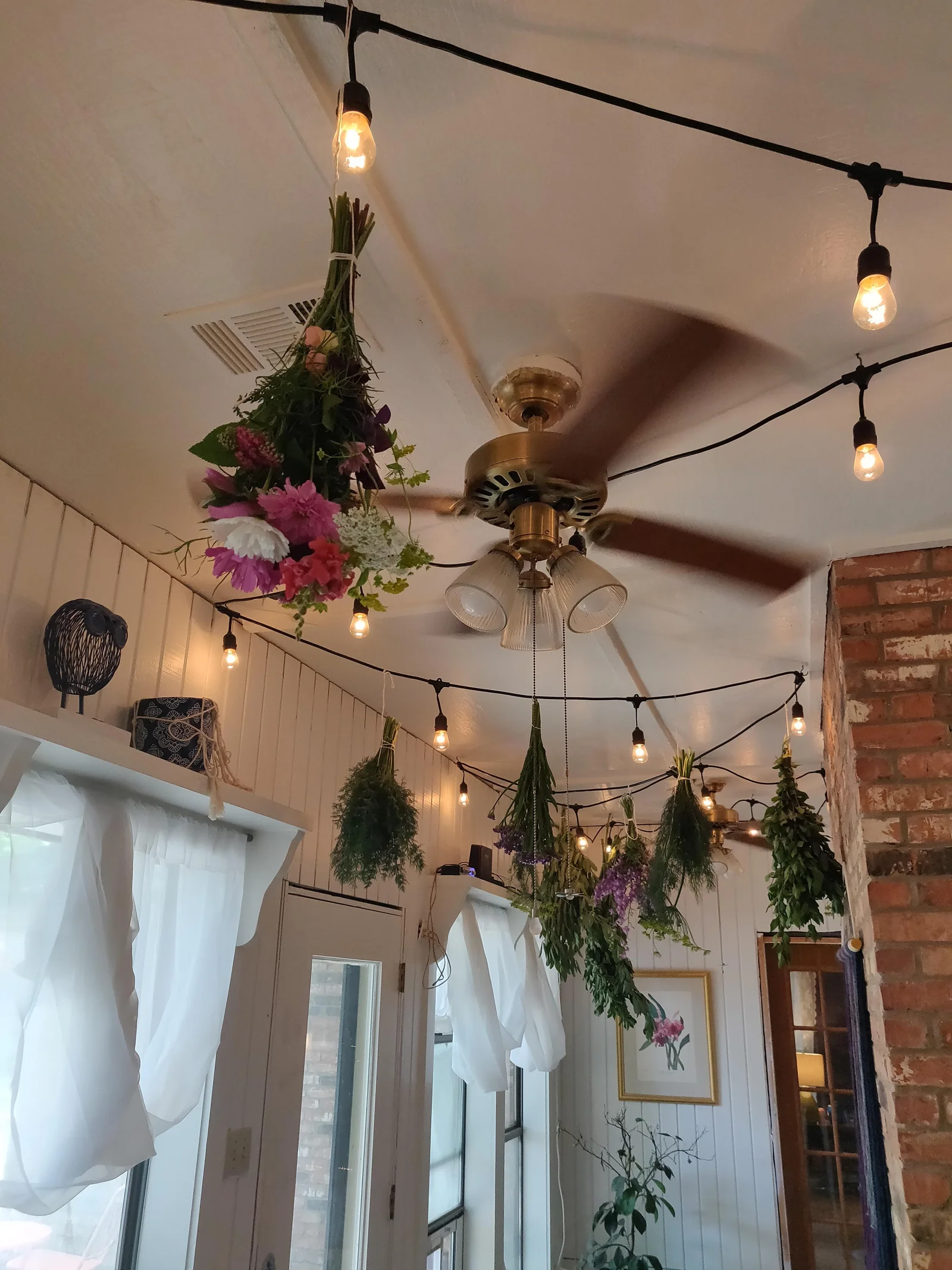Herbs drying from the ceiling for Vetiver