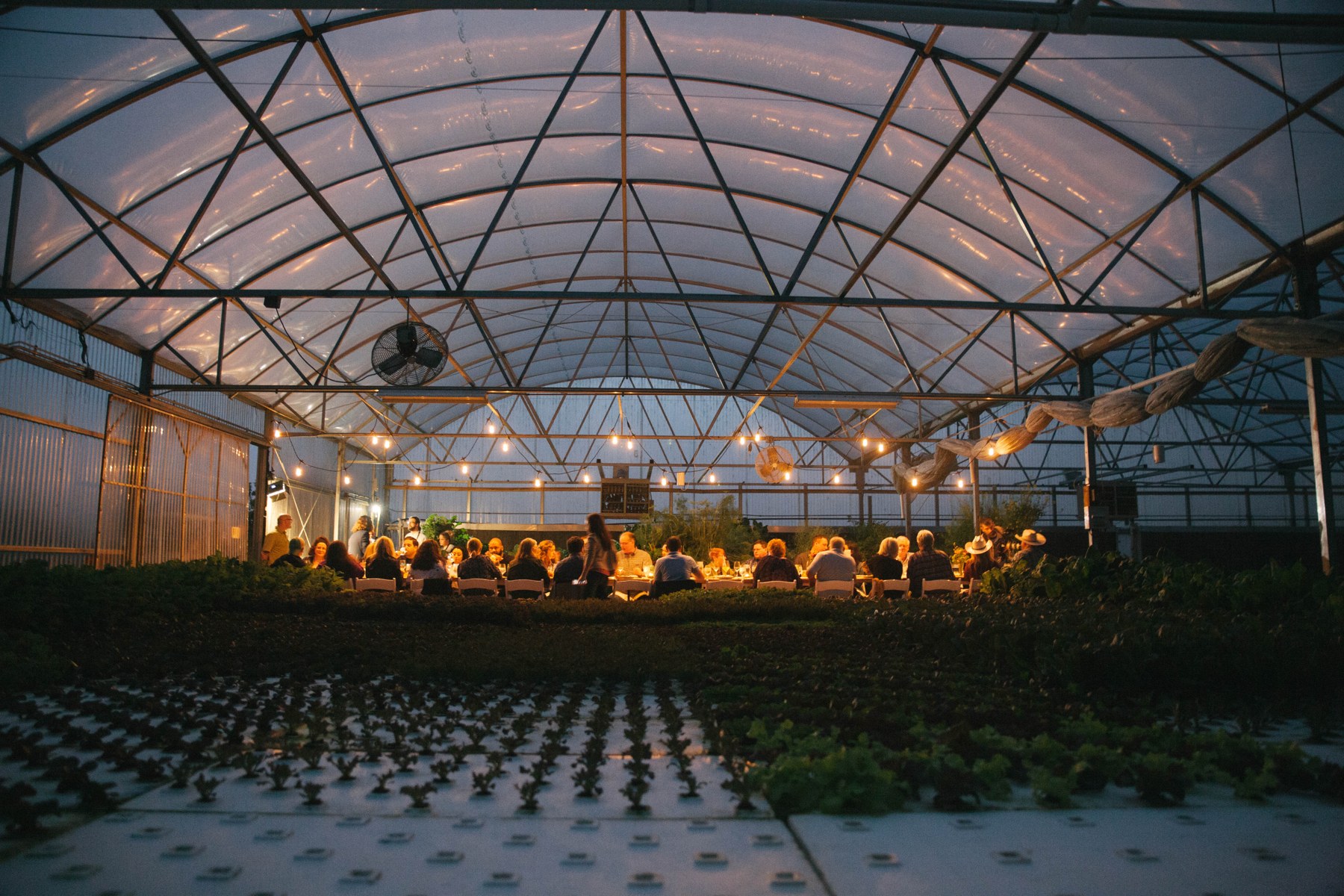 Guests dining under the lights inside the greenhouse.
