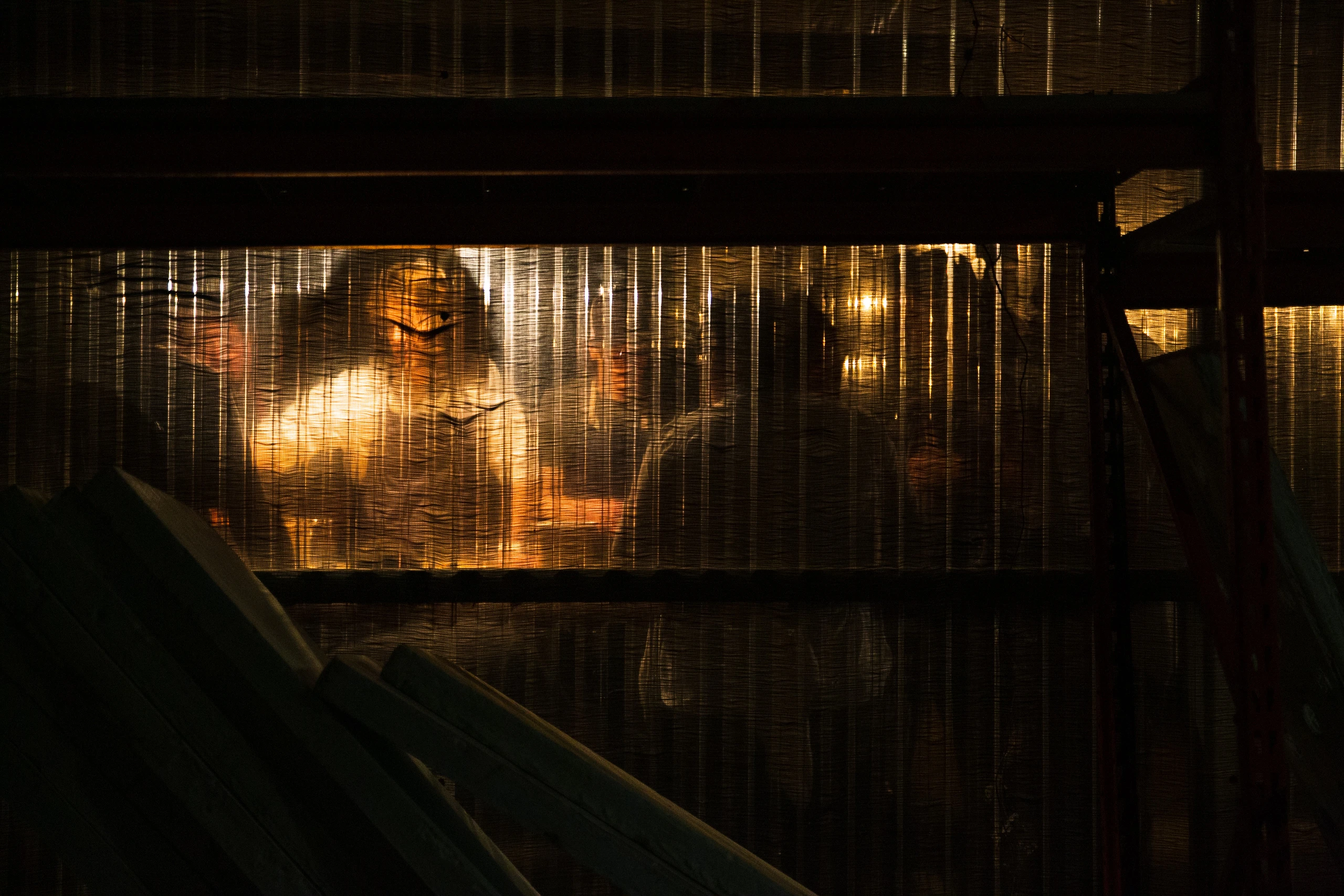 Warm light and silhouettes through the greenhouse wall at night.