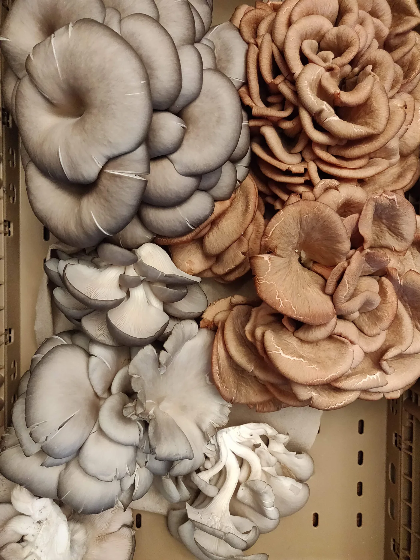 Mushrooms ready for Skin Contact