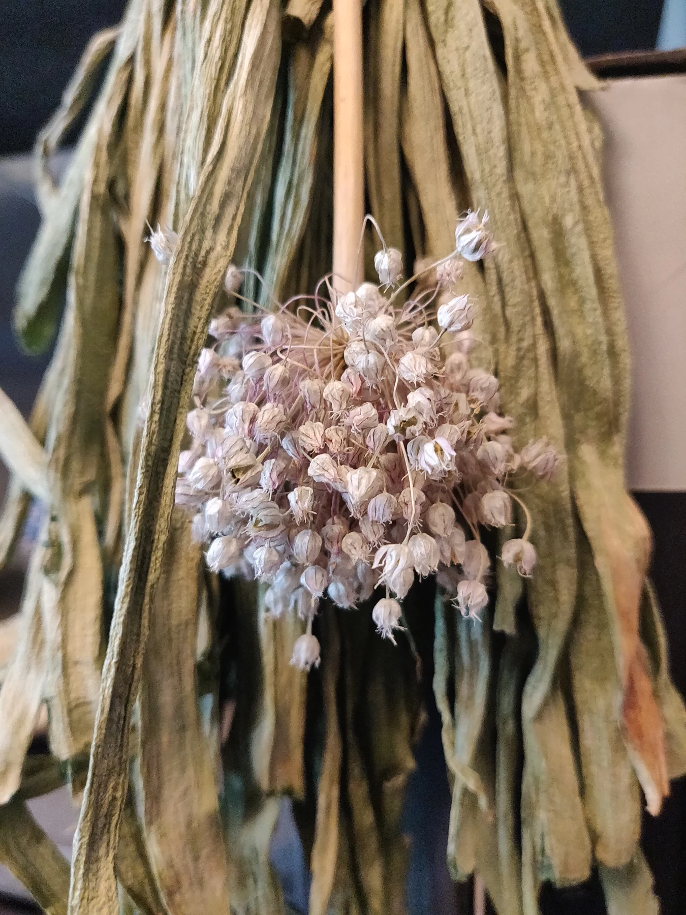 Herbs and flowers hanging to dry.