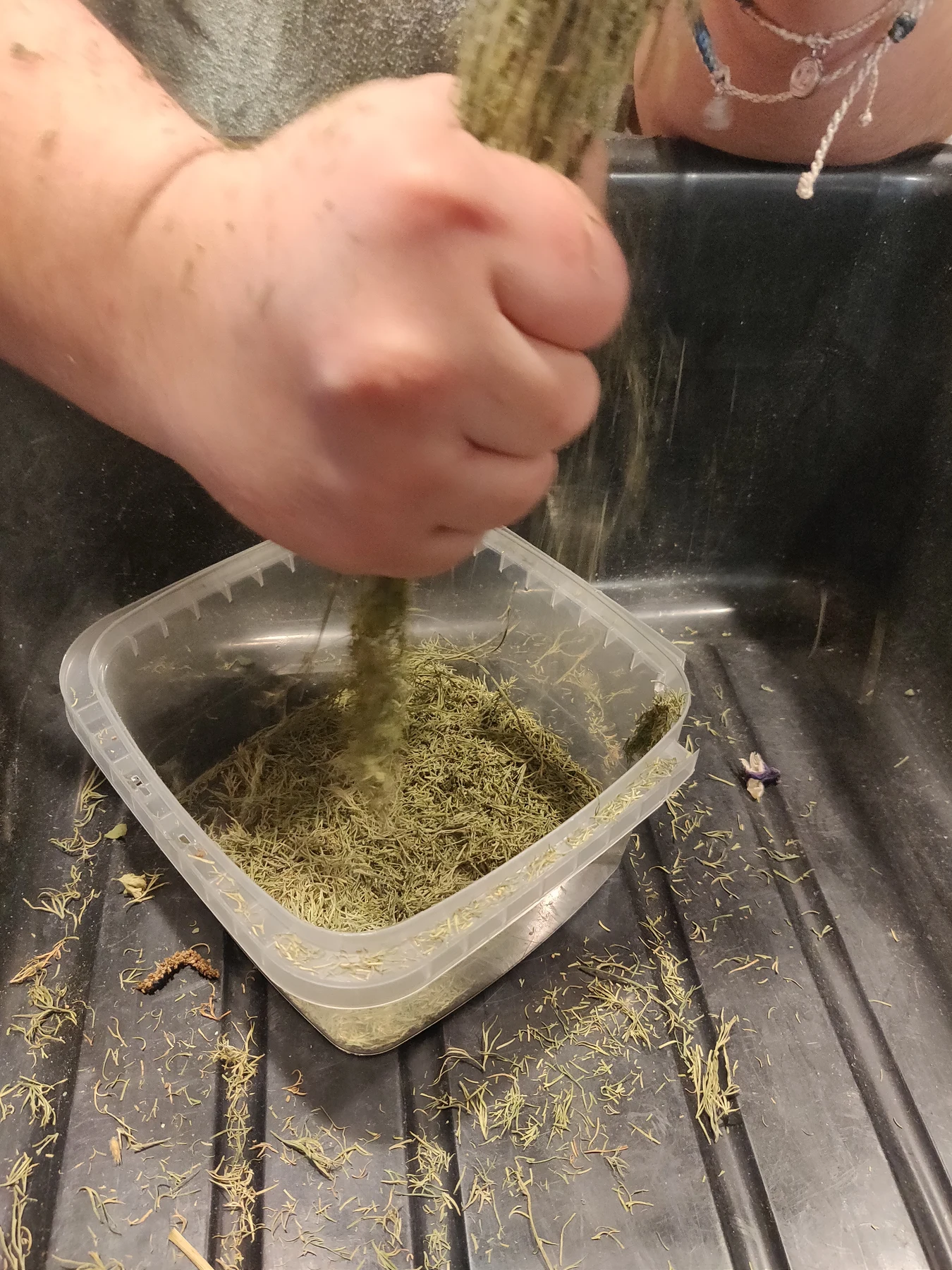 Working dried herbs by hand.