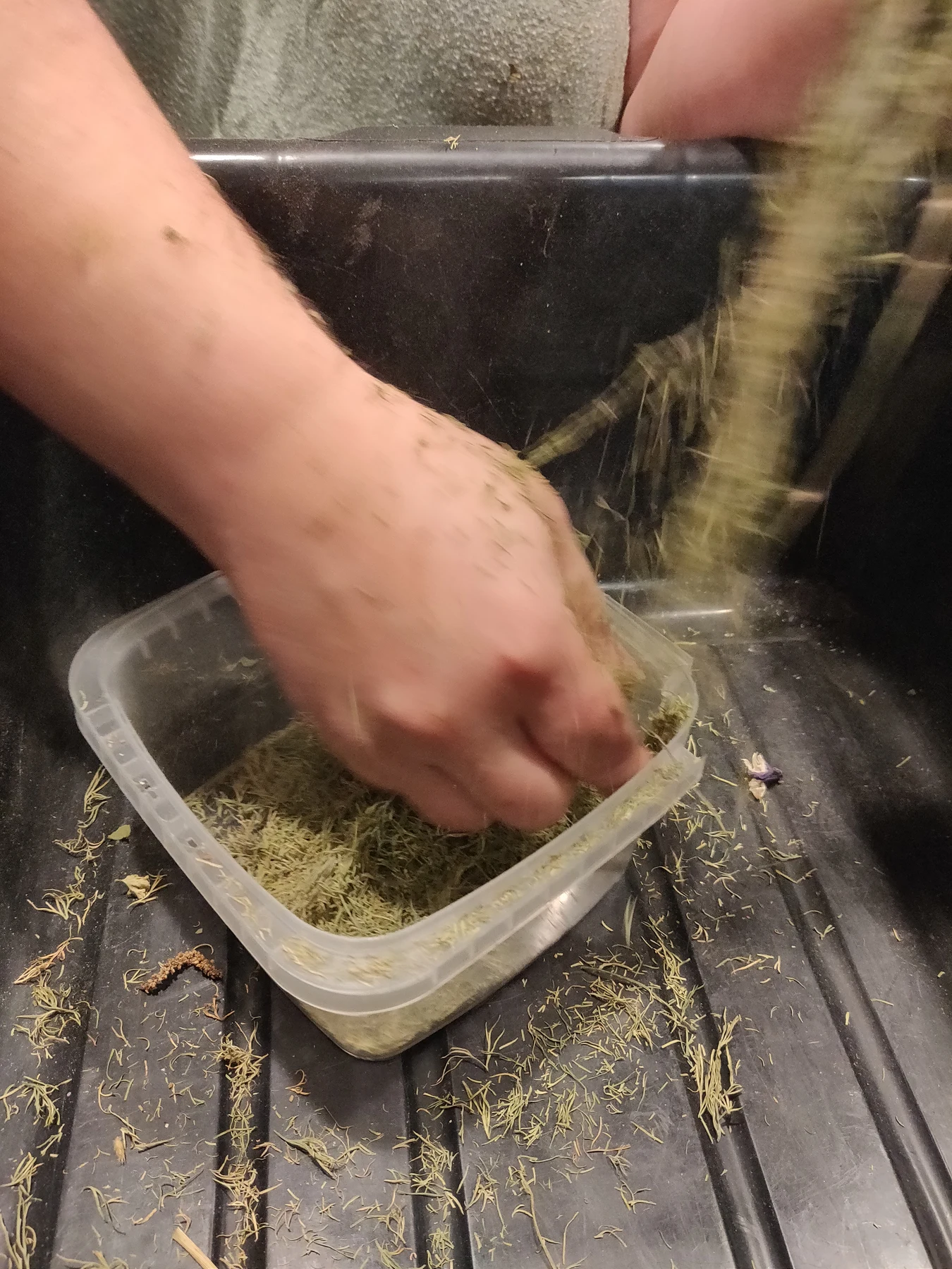 Removing dried leaves from their stems.