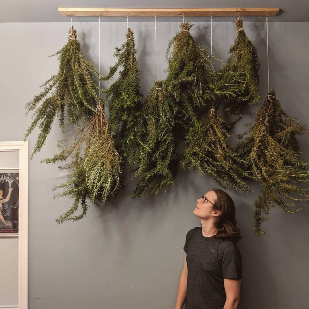 Seth beneath herbs drying for Vetiver